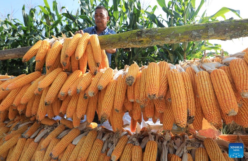 A farmer sun-dries the corn at Shaba community in Tengchong City, southwest China's Yunnan Province, Sept. 7, 2024. Photo: Xinhua