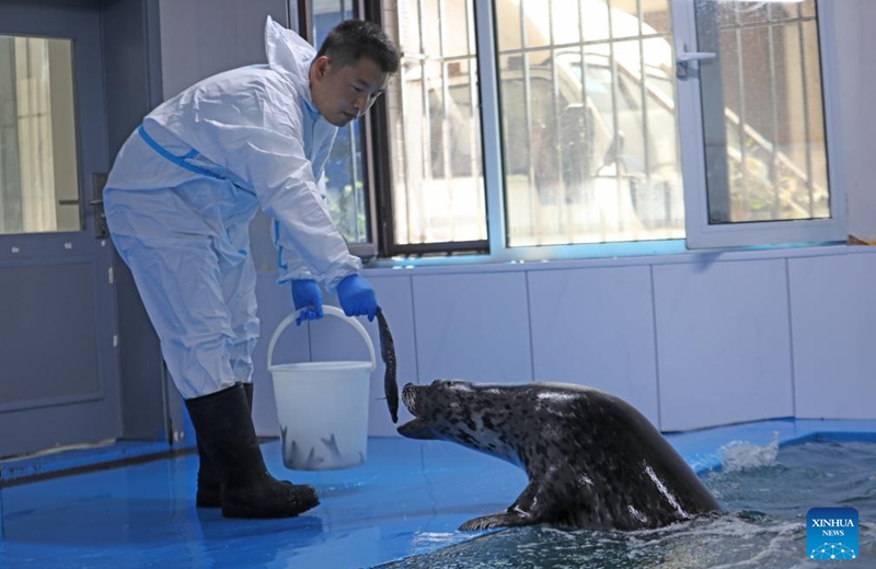 Wang Zhen feeds a spotted seal at the spotted seal rescue center of Liaoning Ocean and Fisheries Science Research Institute in Dalian, northeast China's Liaoning Province, Sept. 6, 2024. Photo: Xinhua