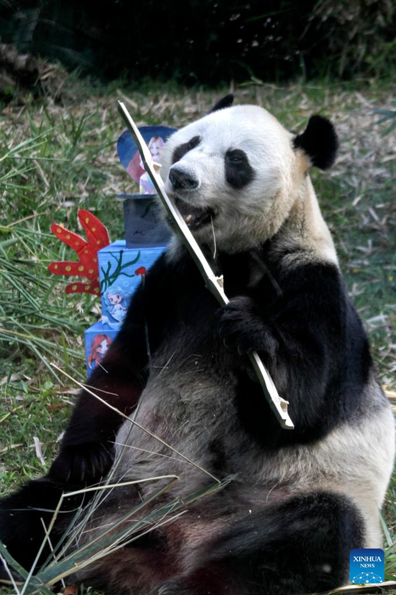 The female giant panda Hu Chun eats bamboo during a celebration for her 14th birthday at Taman Safari zoo park in Bogor, West Java, Indonesia, Sept. 7, 2024. Hu Chun from southwest China's Sichuan Province has been living in the park since 2017. Photo: Xinhua