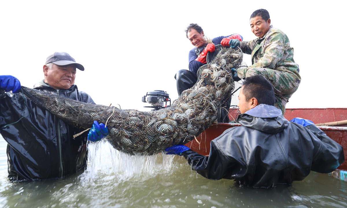 Local farmers busily lift traps and catch selenium-rich hairy crabs at a reservoir in Zhangye, Northwest China's Gansu Province, on September 9, 2024. As the Mid-Autumn Festival approaches, locals have entered a busy harvest season for hairy crab. This year, over 100,000 kilograms of hairy crabs will be airlifted from Zhangye to localities across the country. 
Photo: VCG