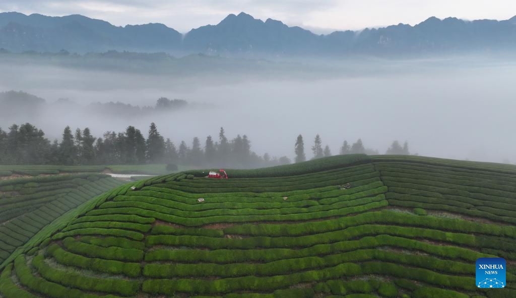 An aerial drone photo shows a tea garden in Mu'er Mountain in Zouma Town of Hefeng County, central China's Hubei Province, Sept. 9, 2024. (Photo: Xinhua)