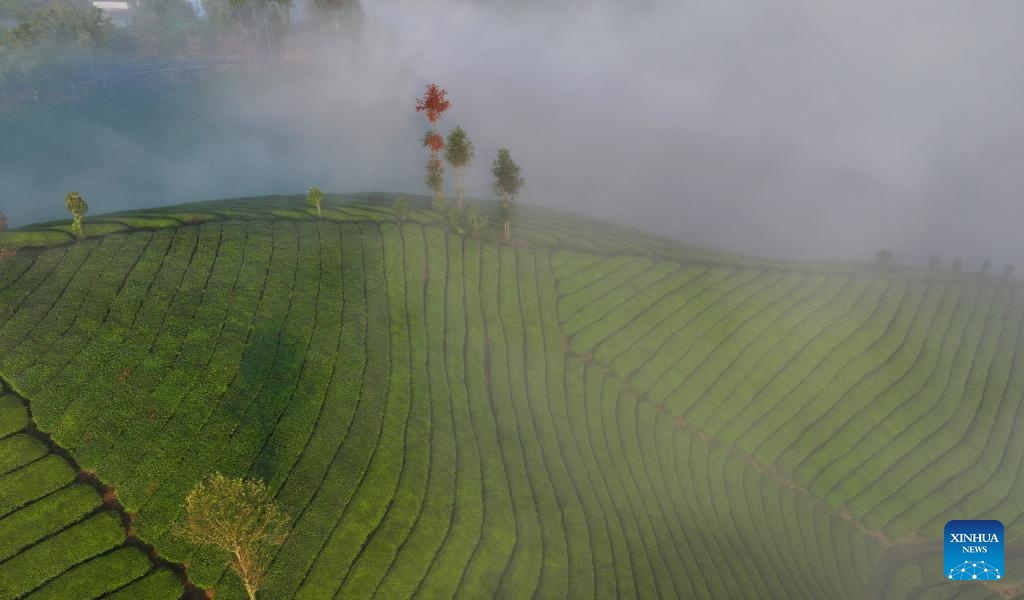 An aerial drone photo shows a tea garden in Mu'er Mountain in Zouma Town of Hefeng County, central China's Hubei Province, Sept. 9, 2024. (Photo: Xinhua)