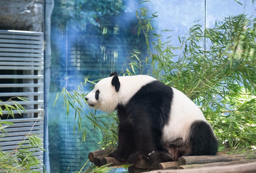 Giant panda Meng Meng at Zoo Berlin,<strong></strong> in Germany Photo: IC