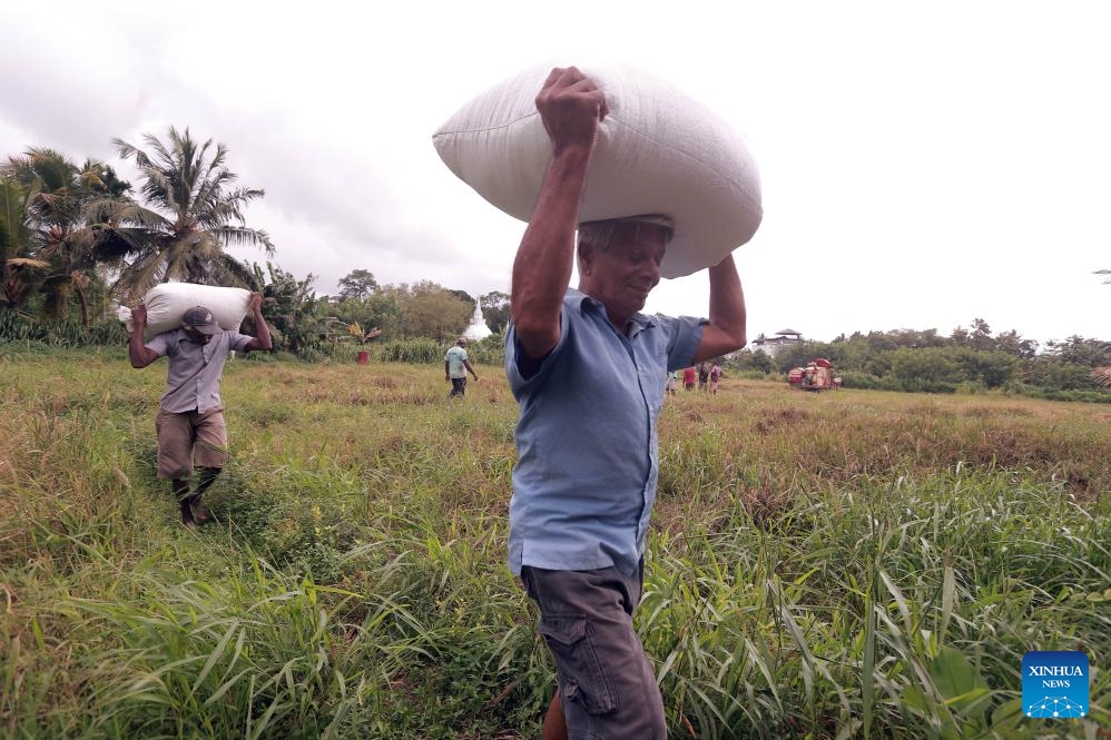 Farmers carry harvested rice in a paddy field in Thalawathugoda, a suburb of Colombo, Sri Lanka, Sept. 8, 2024. (Photo: Xinhua)