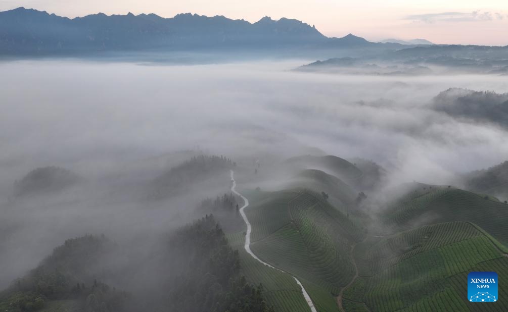 An aerial drone photo shows a tea garden in Mu'er Mountain in Zouma Town of Hefeng County, central China's Hubei Province, Sept. 9, 2024. (Photo: Xinhua)