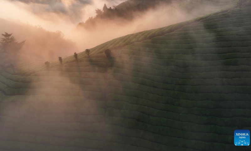 An aerial drone photo shows a tea garden in Mu'er Mountain in Zouma Town of Hefeng County, central China's Hubei Province, Sept. 9, 2024. (Photo: Xinhua)