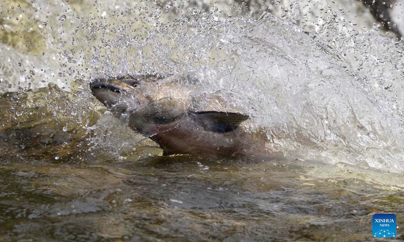 A fish swims upstream during its migration to the spawning grounds in the Ganaraska River at Port Hope, Ontario, Canada, on Sept. 8, 2024. (Photo: Xinhua)