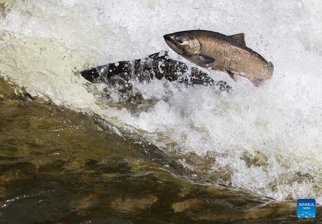 Fish jump upstream during their migration to the spawning grounds in the Ganaraska River at Port Hope, Ontario, Canada, on Sept. 8, 2024. (Photo: Xinhua)