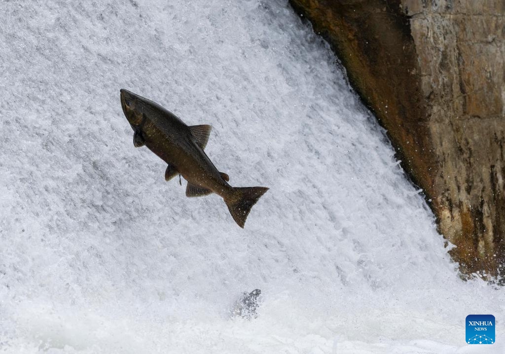 A fish jumps upstream during its migration to the spawning grounds in the Ganaraska River at Port Hope, Ontario, Canada, on Sept. 8, 2024. (Photo: Xinhua)