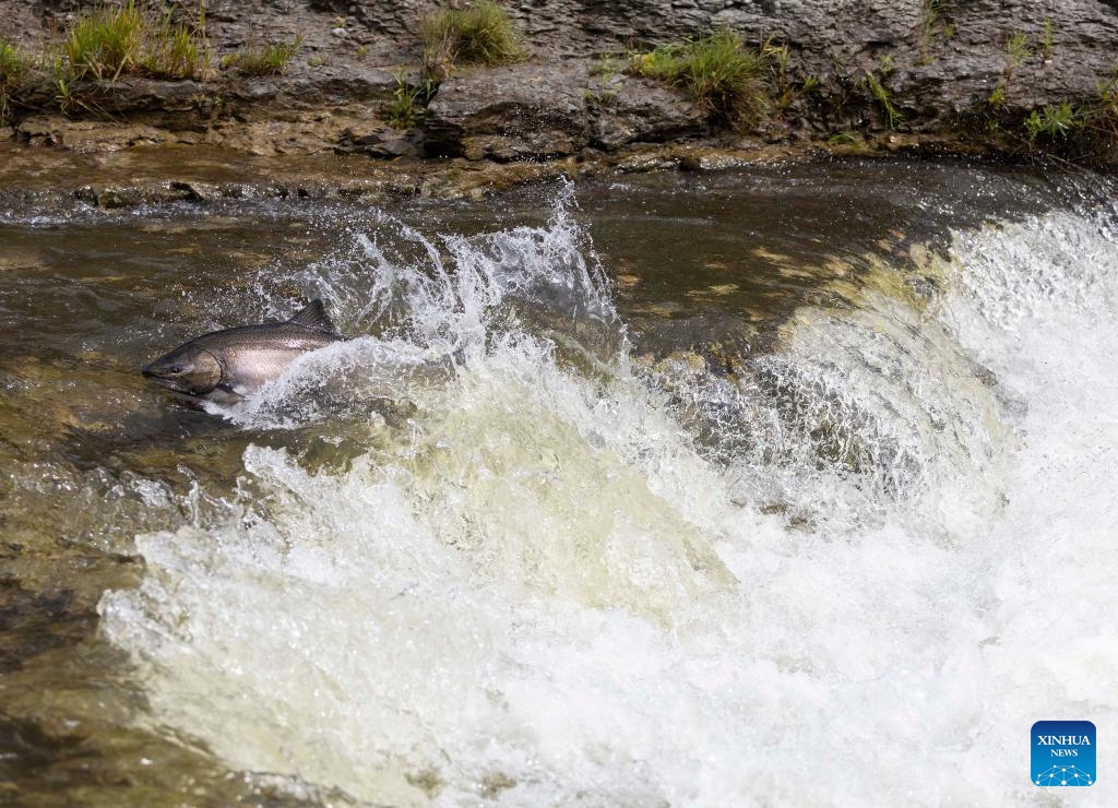 A fish swims upstream during its migration to the spawning grounds in the Ganaraska River at Port Hope, Ontario, Canada, on Sept. 8, 2024. (Photo: Xinhua)