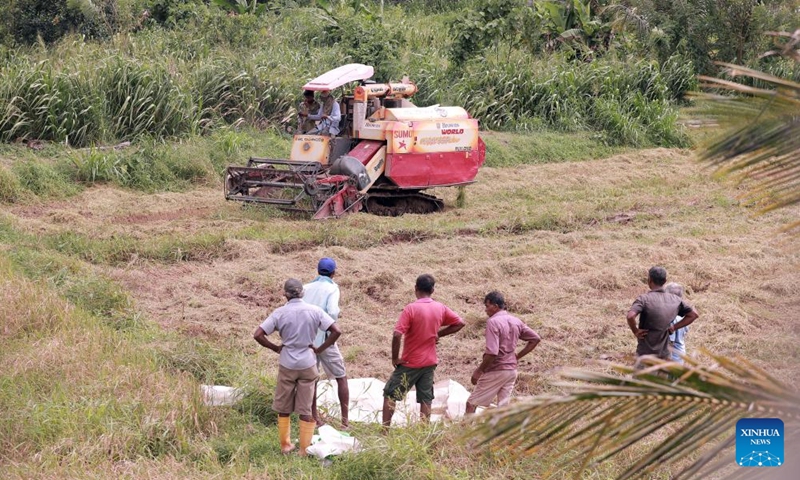 Farmers operate a reaper to harvest rice in a paddy field in Thalawathugoda, a suburb of Colombo, Sri Lanka, Sept. 8, 2024. (Photo: Xinhua)