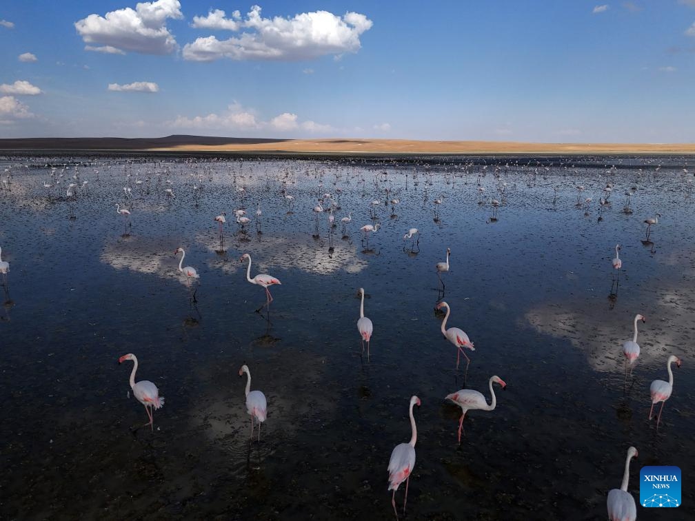 Flamingos are seen at Salt Lake in Ankara, Türkiye, Sept. 9, 2024. (Photo: Xinhua)