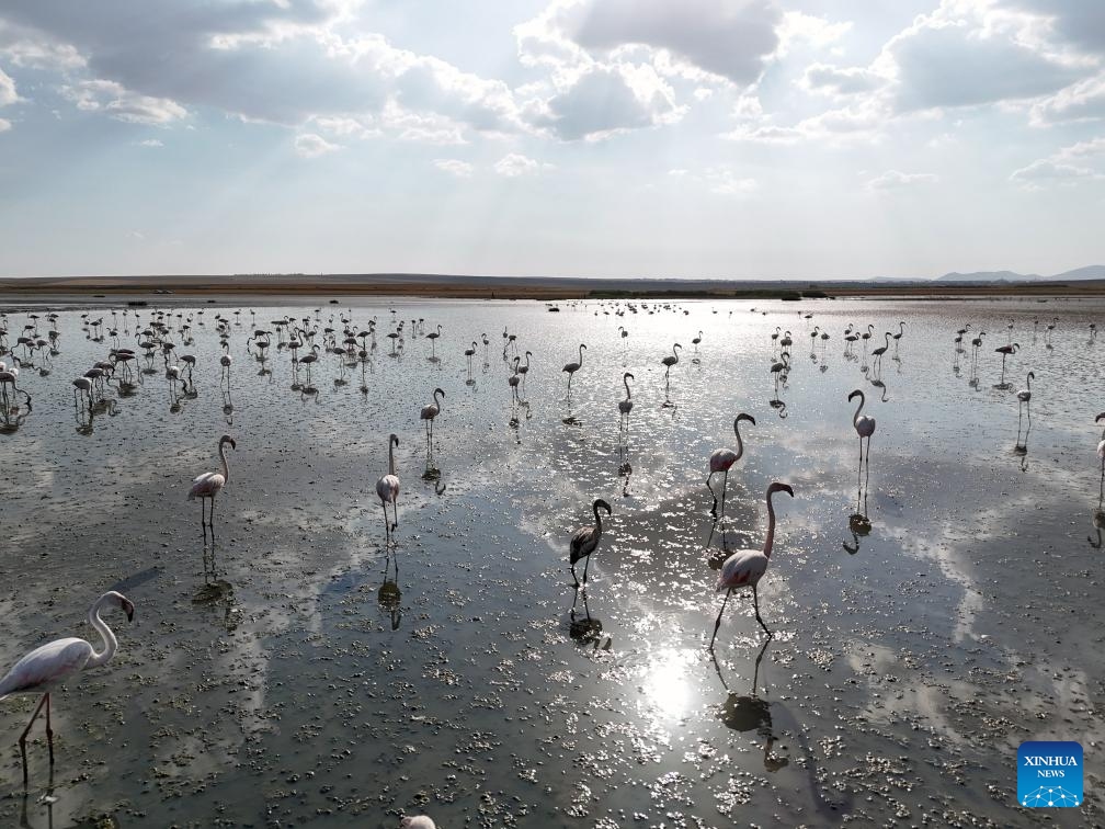 Flamingos are seen at Salt Lake in Ankara, Türkiye, Sept. 9, 2024. (Photo: Xinhua)