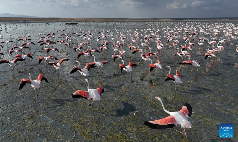 Flamingos are seen at Salt Lake in Ankara, Türkiye, Sept. 9, 2024. (Photo: Xinhua)