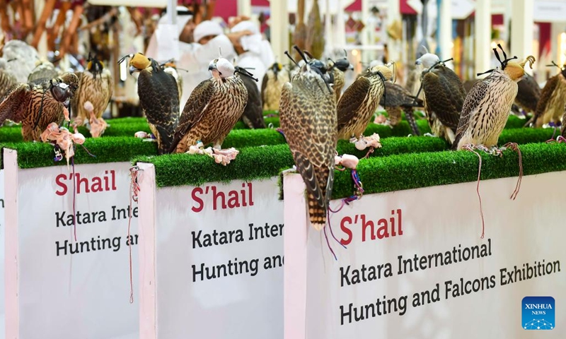 Falcons are displayed during the eighth edition of Katara International Hunting and Falcons Exhibition 2024 at Katara Cultural Village in Doha, Qatar, Sept. 10, 2024. (Photo: Xinhua)