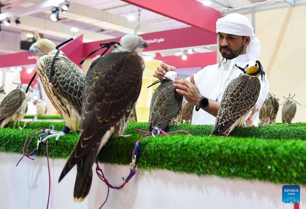 A visitor checks a falcon during the eighth edition of Katara International Hunting and Falcons Exhibition 2024 at Katara Cultural Village in Doha, Qatar, Sept. 10, 2024. (Photo: Xinhua)