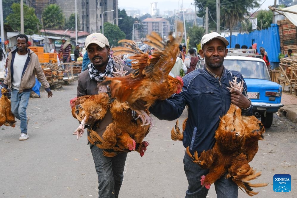 People carry chickens at a market ahead of the Ethiopian New Year in Addis Ababa, capital of Ethiopia, on Sept. 10, 2024. (Photo: Xinhua)