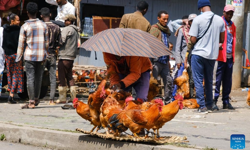 Chickens are seen at a market ahead of the Ethiopian New Year in Addis Ababa, capital of Ethiopia, on Sept. 10, 2024. (Photo: Xinhua)