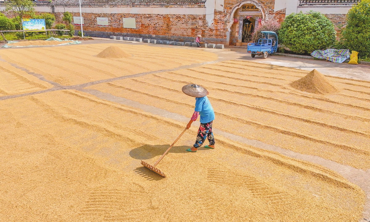 A resident gathers harvested rice in Shajingwan village of Hengyang,<strong></strong> Central China's Hunan Province, on September 12, 2024. To reduce the influence of heavy rainfall, the government of Hunan Province has been accelerating the rice harvest by deploying more harvesting machines and arranging grain purchases. Photo: VCG