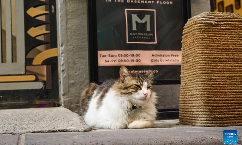 A cat rests in front of the cat museum in Istanbul, Türkiye, Sept. 11, 2024. The Istanbul cat museum in Türkiye, established in January of 2022, is located in the city center of the European district of Istanbul. It houses many cat pictures, paintings and other artworks. Half of the museum's profits are used to help local stray animals.(Photo: Xinhua)