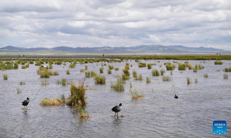 This photo taken on Sept. 5, 2024 shows a view of the Huahu Lake in Ruoergai Wetland National Nature Reserve, in Ruoergai County of Aba Tibetan-Qiang Autonomous Prefecture, southwest China's Sichuan Province. The Ruoergai Wetland National Nature Reserve is established to protect local peat swamp ecosystem and rare species such as the black-necked crane. (Photo: Xinhua)