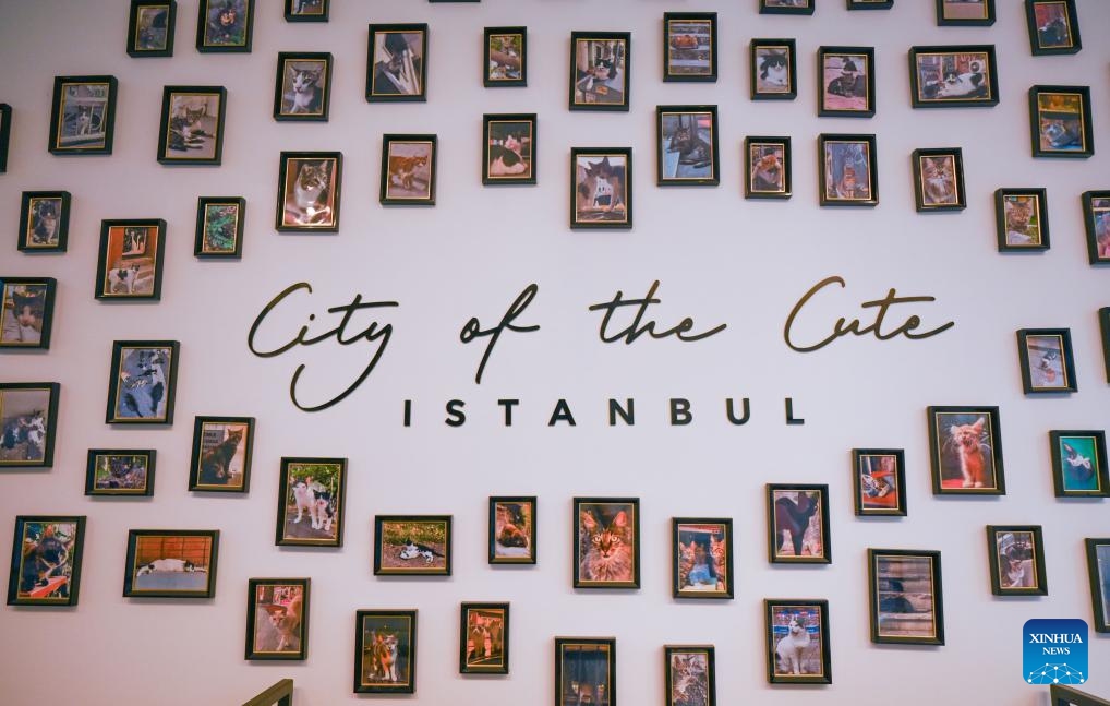 This photo taken on Sept. 11, 2024 shows a cat picture wall in the cat museum in Istanbul, Türkiye. The Istanbul cat museum in Türkiye, established in January of 2022, is located in the city center of the European district of Istanbul. It houses many cat pictures, paintings and other artworks. Half of the museum's profits are used to help local stray animals. (Photo: Xinhua)