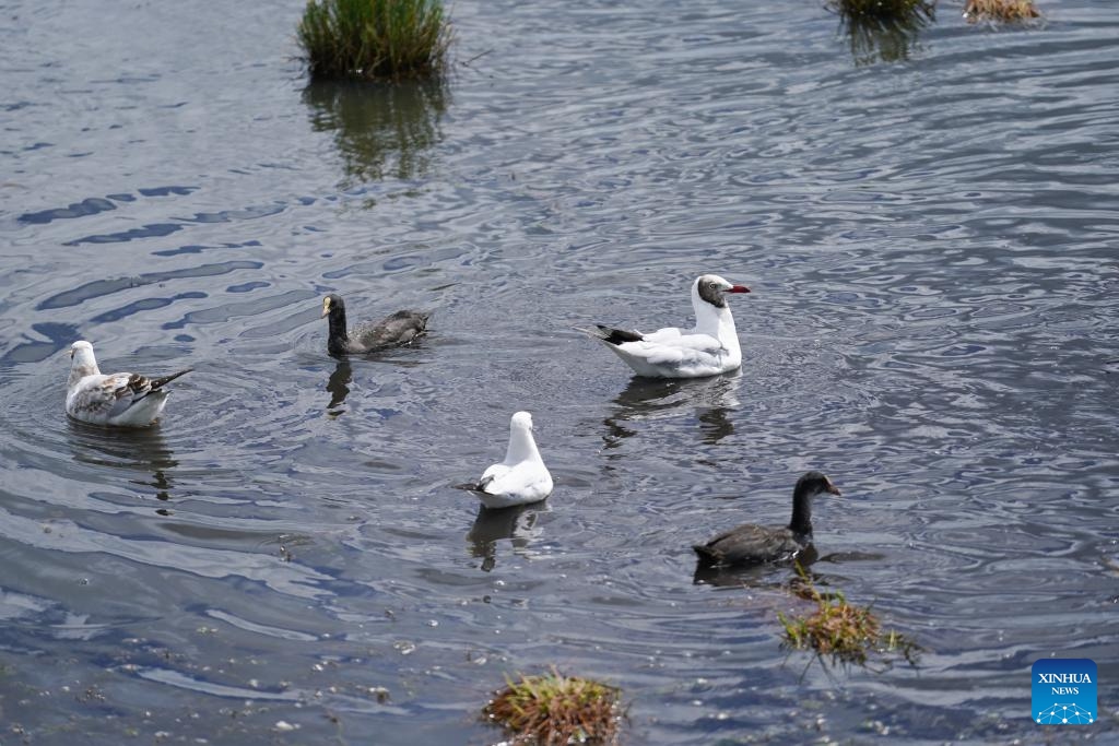 This photo taken on Sept. 5, 2024 shows migratory birds in Ruoergai Wetland National Nature Reserve, in Ruoergai County of Aba Tibetan-Qiang Autonomous Prefecture, southwest China's Sichuan Province. The Ruoergai Wetland National Nature Reserve is established to protect local peat swamp ecosystem and rare species such as the black-necked crane. The ecological environment of protected areas has witnessed a continuous improvement in recent years as the local government implemented substantial measures in ecological restoration and management. (Photo: Xinhua)