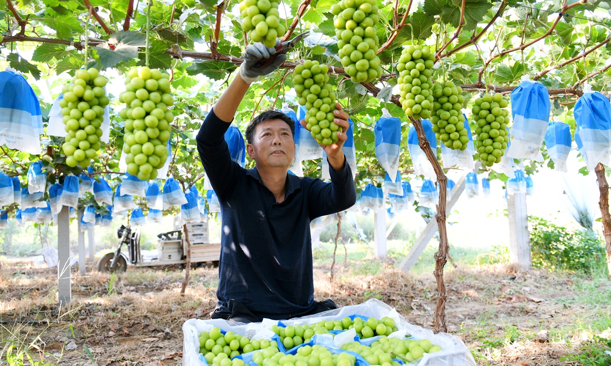 A farmer picks grapes at a planting base in Yuncheng,<strong></strong> North China's Shanxi Province on September 13, 2024. Farmers are ramping up efforts to send fresh grapes to the market to meet surging demand during the upcoming Mid-Autumn Festival holidays. Photo: VCG