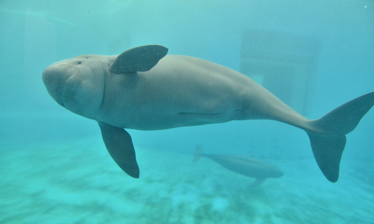 Yangtze finless porpoise Photo: Courtesy of the Institute of Hydrobiology,<strong></strong> Chinese Academy of Sciences