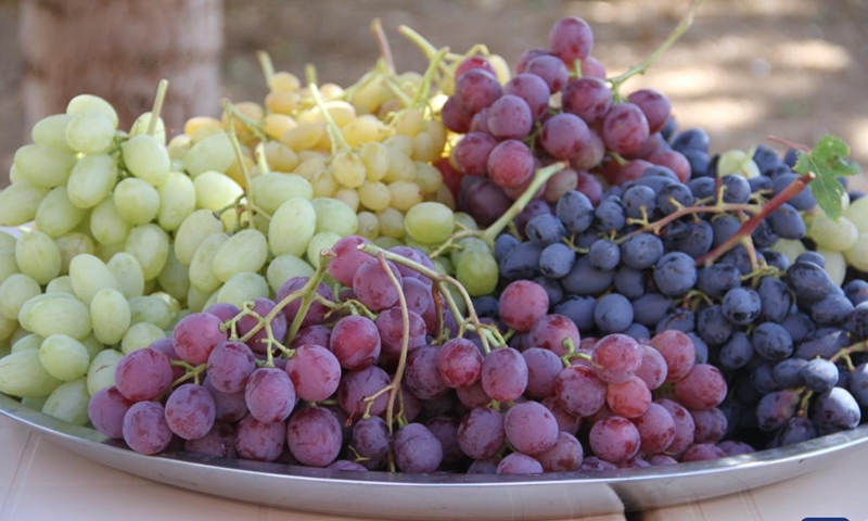 Grapes are displayed during a grape festival in Rashaya al-Wadi, Lebanon, on Sept. 14, 2024.(Photo: Xinhua)