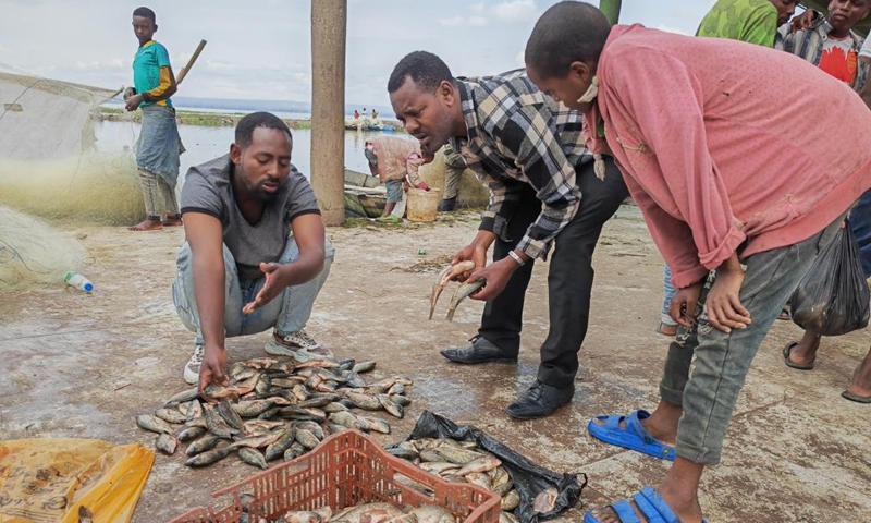 This photo taken with a cellphone shows that people selecting fish at a fish market near Hawassa Lake in Hawassa, Ethiopia, on Sept. 14, 2024. Located about 270 kilometers south to Addis Ababa, capital of Ethiopia, Hawassa Lake and the fish market nearby have been a draw for both locals and visitors for decades. (Photo: Xinhua)