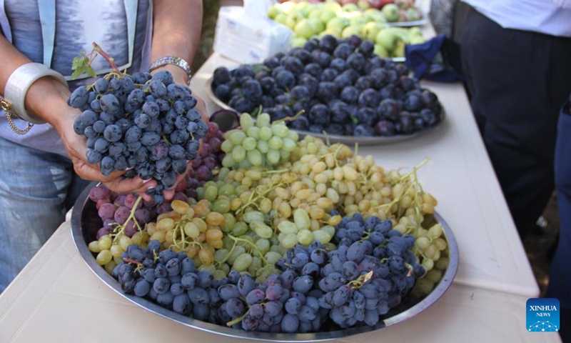 People show grapes during a grape festival in Rashaya al-Wadi, Lebanon, on Sept. 14, 2024. (Photo: Xinhua)