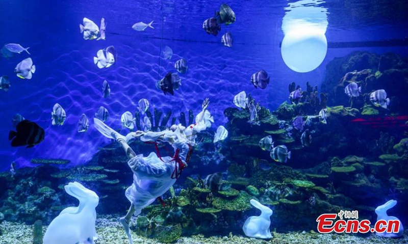 A stunning underwater performance Lady Chang'e Flying to the Moon is staged to greet the upcoming Mid-Autumn Festival at Haichang Ocean Park in Wuhan, central China's Hubei Province, Sept. 13, 2024. (Photo: China News Service)