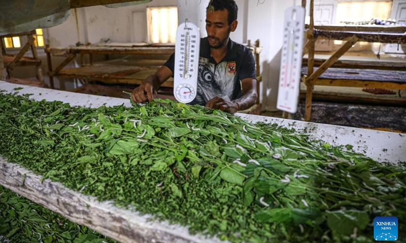 A man feeds silkworms with berry tree leaves at a silkworm breeding room at Nagaa Awni village in Beheira governorate, Egypt, on Sept. 7, 2024. Nagaa Awni, located in Beheira governorate about 200 km from Cairo, used to be a village with houses made of mud-brick and straw, relying on external aid for food and blankets. (Photo: Xinhua)