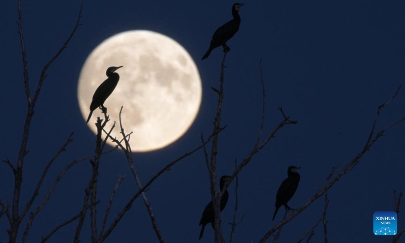 The silhouette of a cormorant is pictured in front of a full moon in Qiqihar, northeast China's Heilongjiang Province, Sept. 17, 2024. The Mid-Autumn Festival in China, which is celebrated annually on the 15th day of the eighth month in the Chinese lunar calendar, falls on Sept. 17 this year.  (Photo: Xinhua)