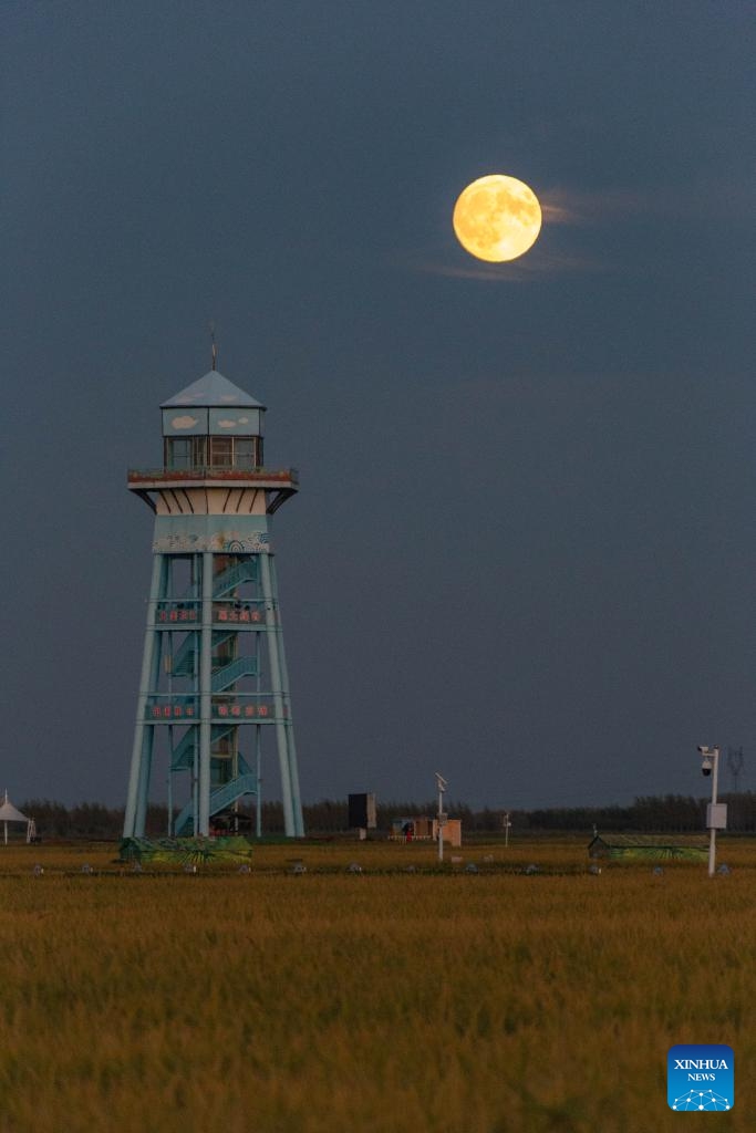 The moon rises above a paddy fields park in Fujin City, northeast China's Heilongjiang Province, Sept. 17, 2024. The Mid-Autumn Festival in China, which is celebrated annually on the 15th day of the eighth month in the Chinese lunar calendar, falls on Sept. 17 this year.  (Photo: Xinhua)