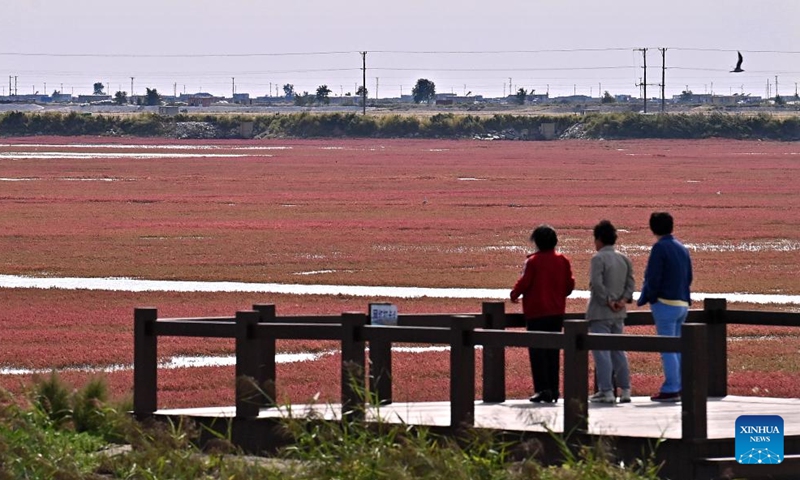 Tourists visit the Red Beach scenic area in Linghai, Jinzhou City, northeast China's Liaoning Province, Sept. 14, 2024. The Red Beach is famous for its landscapes featuring the red plant of Suaeda salsa. (Photo: Xinhua)