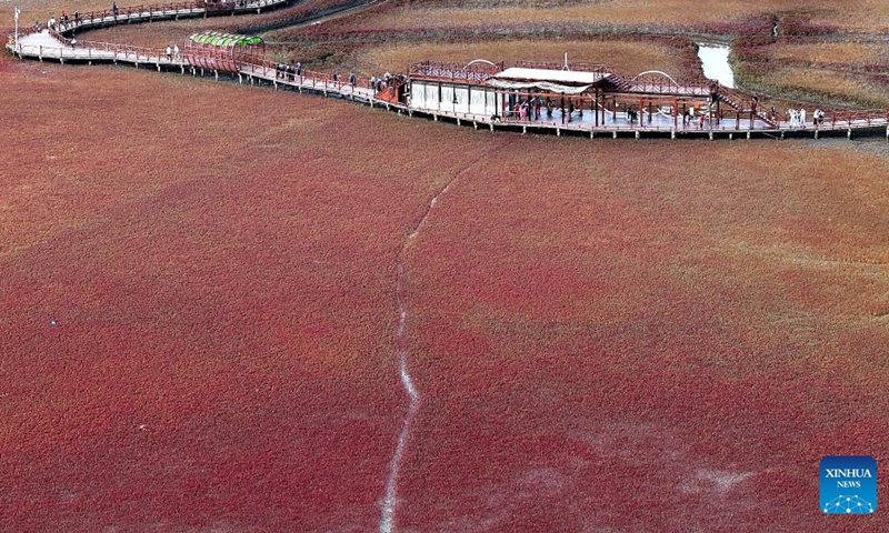 An aerial drone photo shows a view of the Red Beach scenic area in Panjin City, northeast China's Liaoning Province, Sept. 11, 2024. The Red Beach is famous for its landscapes featuring the red plant of Suaeda salsa. (Photo: Xinhua)