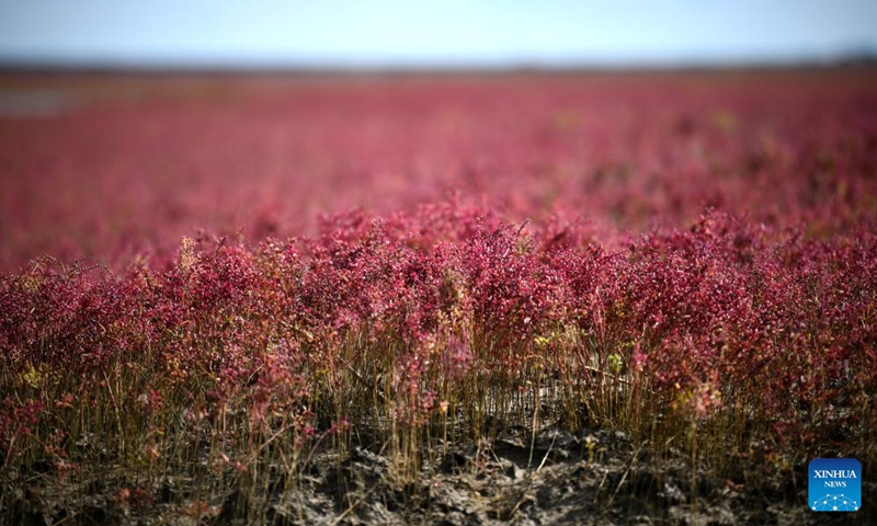 This photo taken on Sept. 14, 2024 shows the Suaeda salsa growing on the red beach in Linghai, Jinzhou City, northeast China's Liaoning Province. The Red Beach is famous for its landscapes featuring the red plant of Suaeda salsa. (Photo: Xinhua)