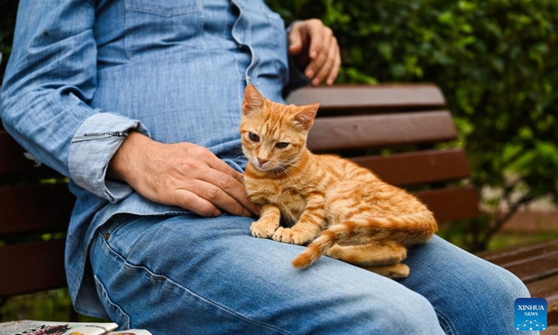 A stray cat rests on a man's lap in a park in Istanbul, Türkiye, Sept. 15, 2024. Istanbul is known for its cat-loving tradition.. (Photo: Xinhua)