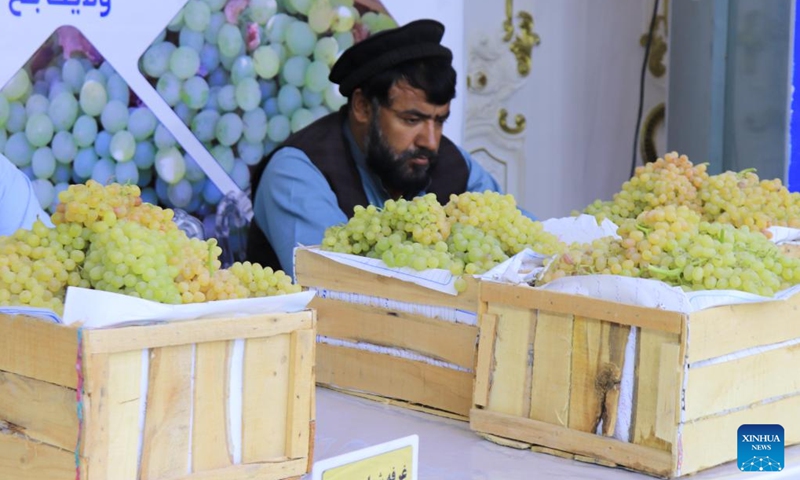 This photo taken on Sept. 17, 2024 shows grapes on display at an agricultural fair in Mazar-i-Sharif city, Balkh province, Afghanistan. A two-day fair to put on display local agricultural products opened in Mazar-i-Sharif city, the provincial capital of northern Afghanistan's Balkh province on Tuesday, Mohammad Farooq, an official with the provincial agricultural directorate, said Wednesday. (Photo: Xinhua)