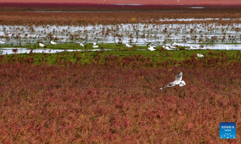 Birds are pictured at the Red Beach scenic area in Linghai, Jinzhou City, northeast China's Liaoning Province, Sept. 14, 2024. The Red Beach is famous for its landscapes featuring the red plant of Suaeda salsa. (Photo: Xinhua)