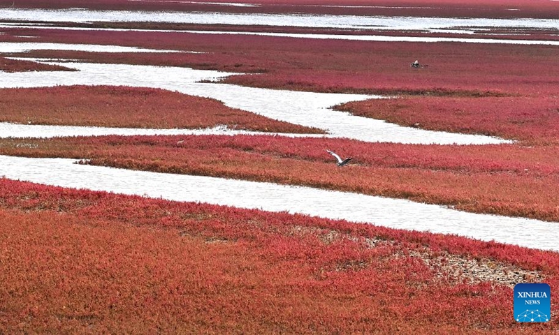 A bird hovers over the Red Beach scenic area in Linghai, Jinzhou City, northeast China's Liaoning Province, Sept. 14, 2024. The Red Beach is famous for its landscapes featuring the red plant of Suaeda salsa. (Photo: Xinhua)