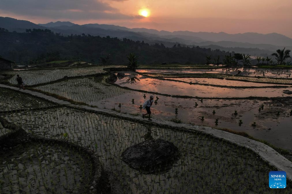 An aerial drone photo taken on Sept. 19, 2024 shows rice fields in Ciasihan village of Bogor district in Indonesia. (Photo: Xinhua)