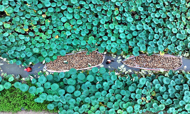 Farmers transport harvested lotus roots from a lotus field in East China's Jiangsu Province, on September 18, 2024. Photo: VCG