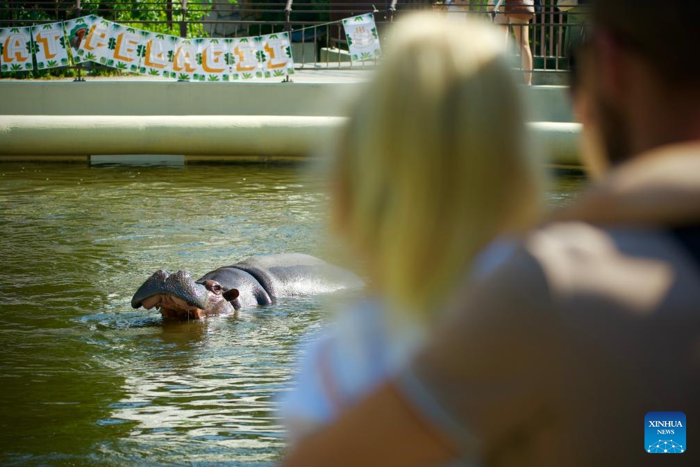 Pelagia, the oldest hippo in Poland, celebrates its 39th birthday at Warsaw Zoo in Warsaw, Poland on Sept. 19, 2024. (Photo: Xinhua)