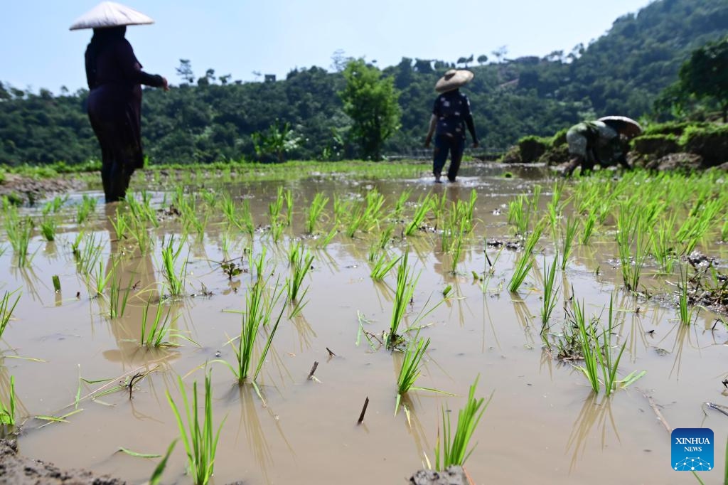 Farmers plant rice in Ciasihan village of Bogor district in Indonesia on Sept. 19, 2024. (Photo: Xinhua)