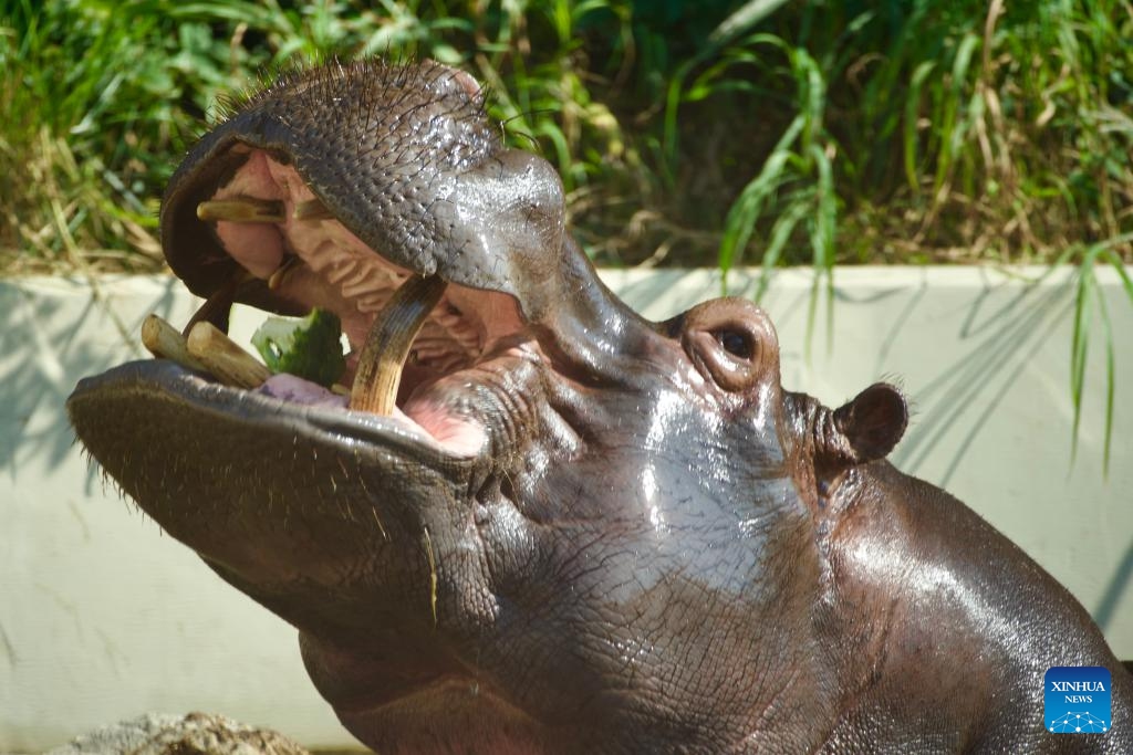 Pelagia, the oldest hippo in Poland, celebrates its 39th birthday at Warsaw Zoo in Warsaw, Poland on Sept. 19, 2024. (Photo: Xinhua)