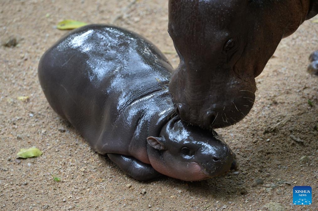 Moo Deng is seen with her mother Jona at Khao Kheow Open Zoo in Chonburi province, Thailand, Sept. 18, 2024. The new star of Khao Kheow Open Zoo, a female dwarf hippopotamus named Moo Deng, which means bouncy pork, was born on July 10, 2024. She went viral on social media recently for her cute look and energetic vibe. (Photo: Xinhua)