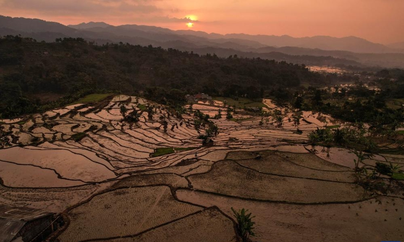 An aerial drone photo taken on Sept. 19, 2024 shows rice fields in Ciasihan village of Bogor district in Indonesia. (Photo: Xinhua)